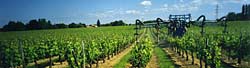 le vignoble du Château Reignac de Tizac